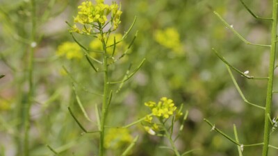 Южный Урал, цветущий желтушник левкойный (Erysimum cheiranthoides) на берегу реки.