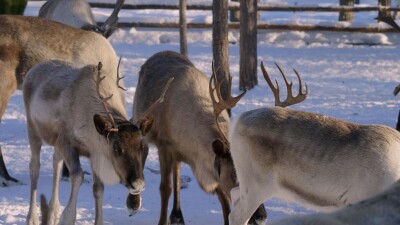 Западная Сибирь, стадо северных оленей в загоне.