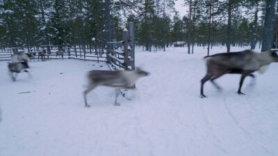 Западная Сибирь, стадо северных оленей в загоне.