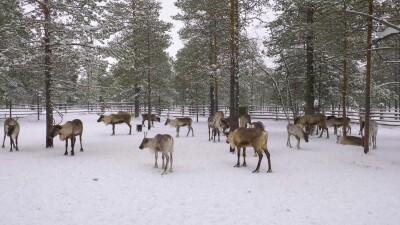 Западная Сибирь, стадо северных оленей в загоне.