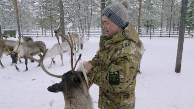 Западная Сибирь, оленевод ханты кормит северных оленей в загоне.