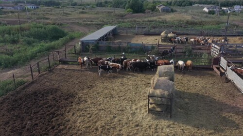 Поволжье, Оренбургская область. Коровники, ферма для откорма молодняка. Вид с воздуха.