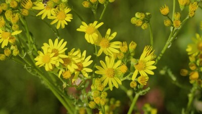 Южный Урал, цветущая якобея обыкновенная (Jacobaea vulgaris) на лужайке летом.