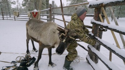 Западная Сибирь, оленевод ханты запрягает северных оленей в нарты.