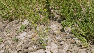 Южный Урал, цветущий желтушник левкойный (Erysimum cheiranthoides) на берегу реки.