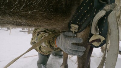 Западная Сибирь, оленевод ханты запрягает северных оленей в нарты.