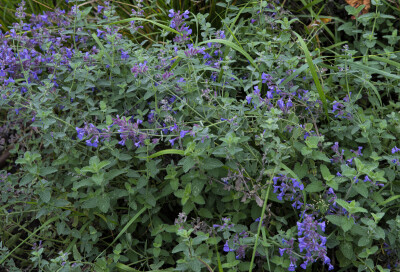 Котовник кошачий (Nepeta cataria)