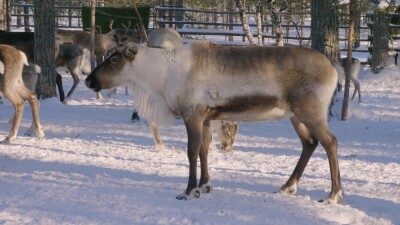 Западная Сибирь, стадо северных оленей в загоне.