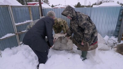 Западная Сибирь, Ханты-Мансийский автономный округ, село Русскинская: оленеводы народа ханты связывают северного оленя.