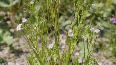 Южный Урал, цветущий кипрей мелкоцветковый (Epilobium parviflorum) у воды.