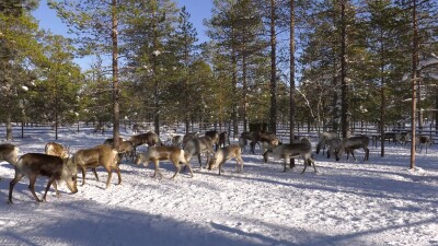 Западная Сибирь, стадо северных оленей в загоне.