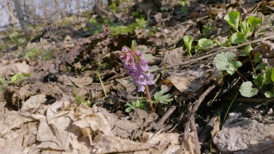 Южный Урал, цветущая хохлатка плотная (Corydalis solida) в лесу весной.