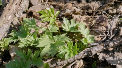 Южный Урал, молодые побеги борщевика сибирского (Heracleum sibiricum) в подлеске весной.