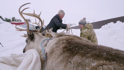 Западная Сибирь, Ханты-Мансийский автономный округ, село Русскинская: оленеводы ханты укладывают связанных оленей на нарты.