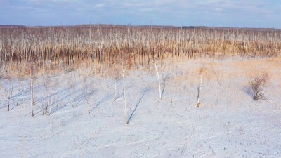 Западная Сибирь, Омская область. Болото и зимний лес. Вид с воздуха.